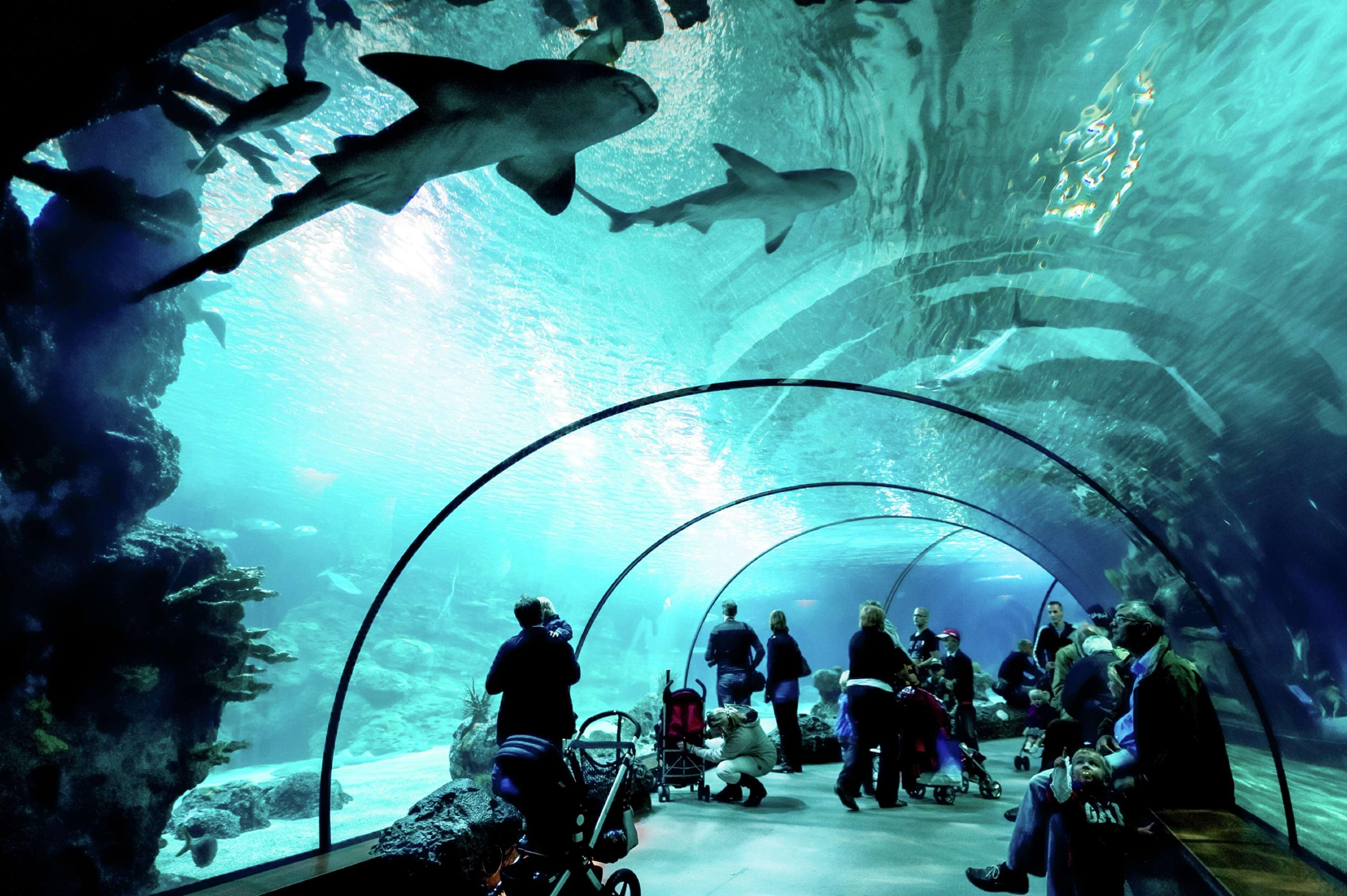 Hilton Rotterdam Hotel Exterior photo The underwater tunnel at the Georgia Aquarium